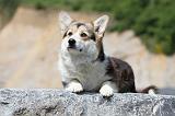 CORGI PEMBROKE 434